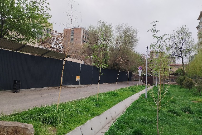Фото читателей 24.kg. Засохшие березы в сквере имени Горького
