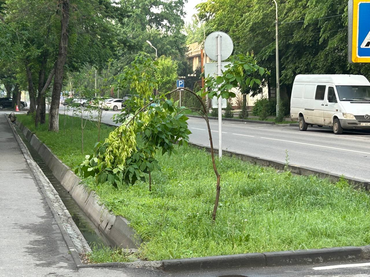 Фото читателя 24.kg. Саженцам нужна опора, иначе сломаются
