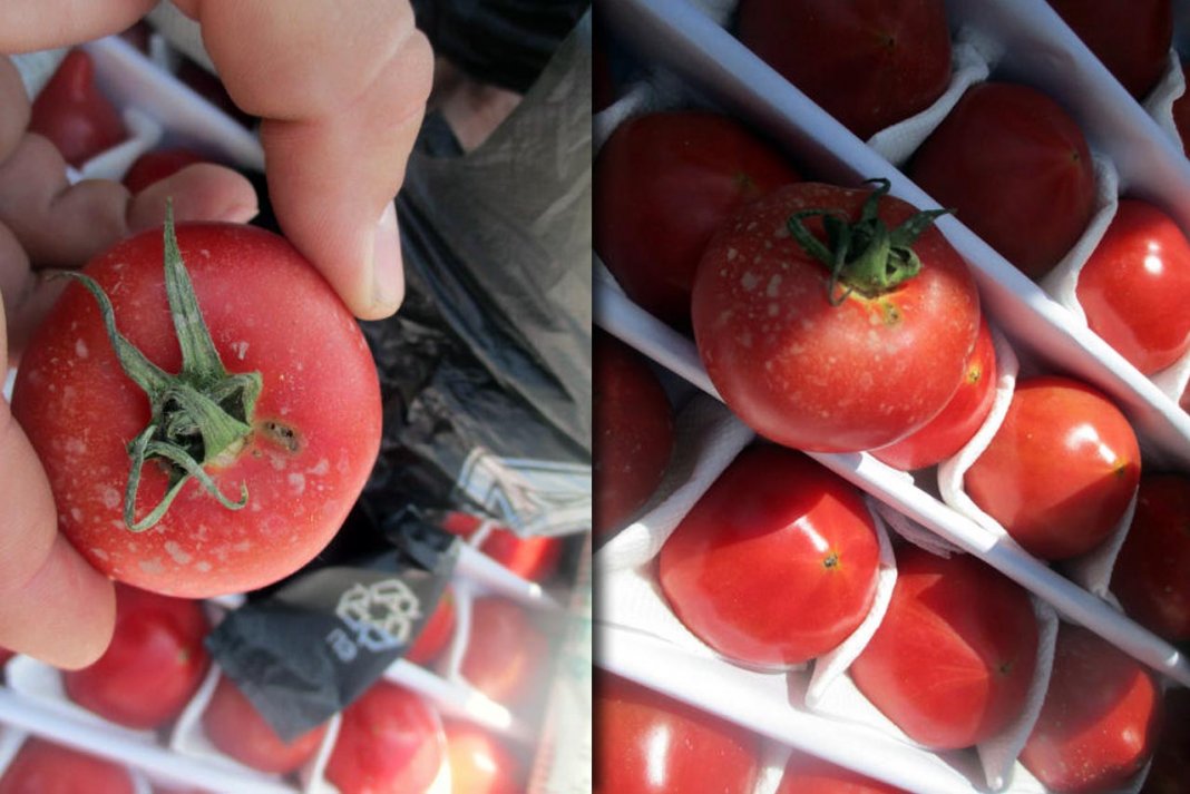 2022_05_02_tomatoes_04 В Краснодаре пресекли ввоз зараженных томатов из Туркменистана - Хроника Туркменистана