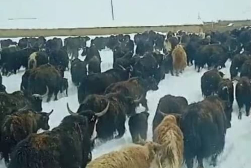 Фото читателей. Из-за снежного покрова яки и бараны на протяжении трех суток оставались без подножного корма