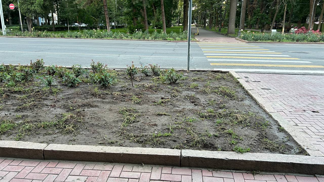Фото читателя 24.kg. Спасти клумбы с розами призывают мэрию Бишкека 