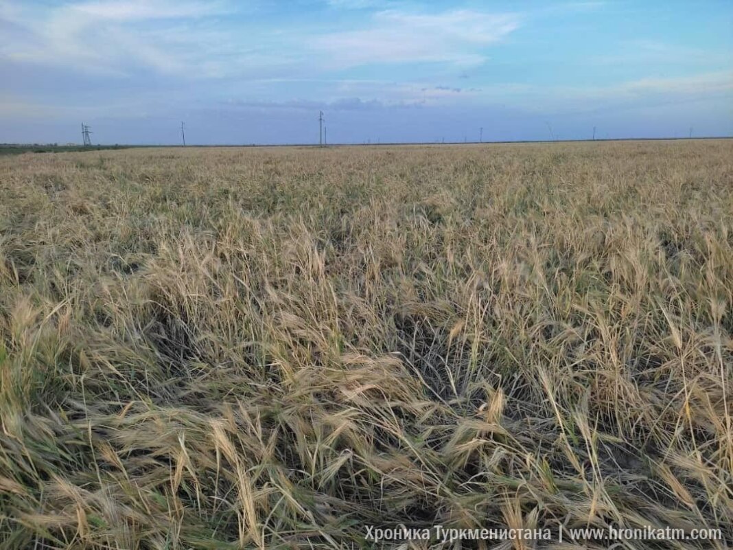 2024_05_28_wheat_field_06 В Туркменистане жара достигнет +45° - Хроника Туркменистана