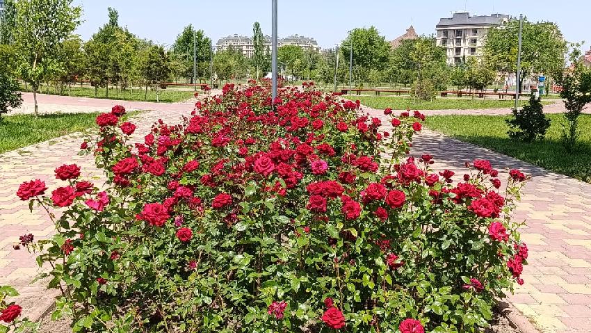 Фото Николая Манаковского. Бишкек, Парк «Ынтымак»