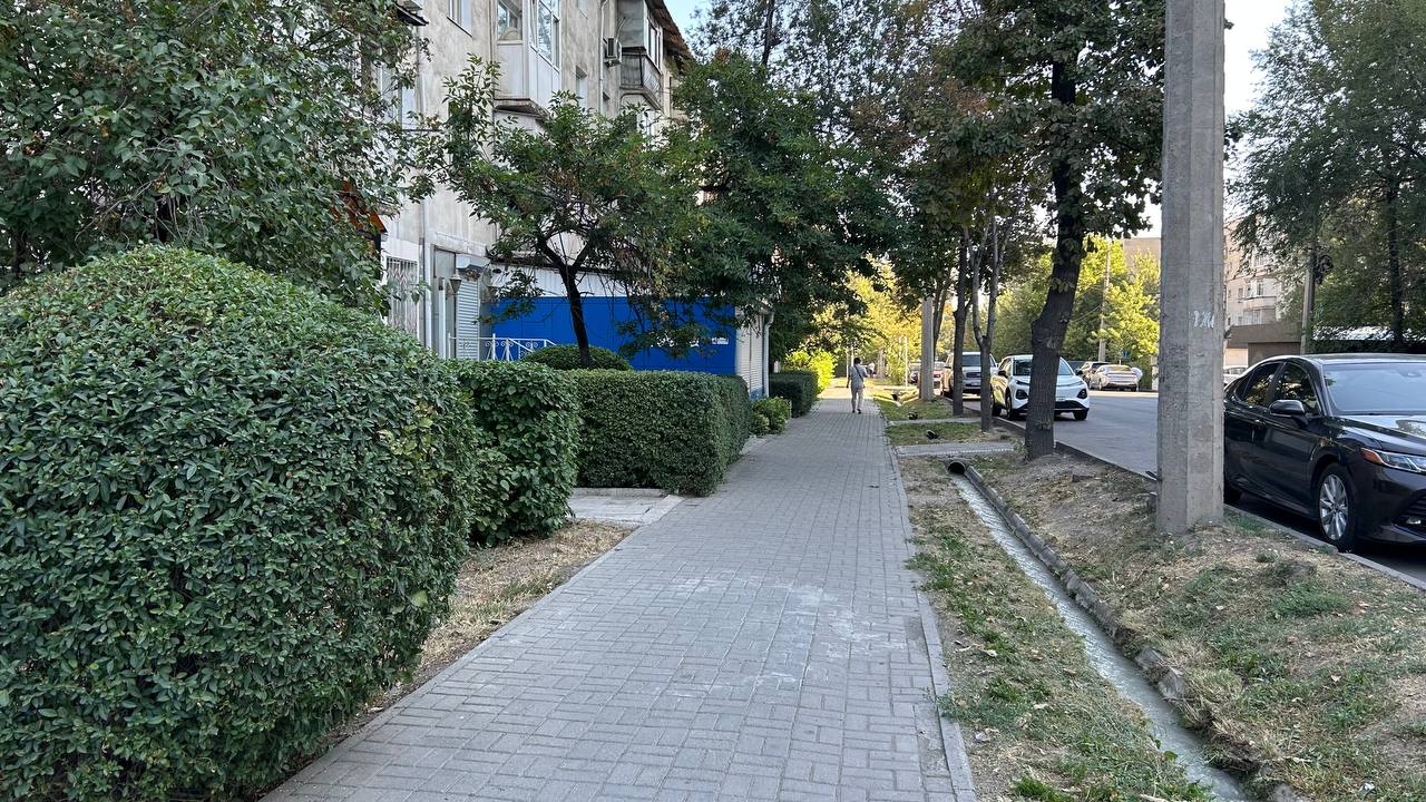 Фото читателя 24.kg. Как ухаживают за деревьями бизнес и мэрия в одном фото