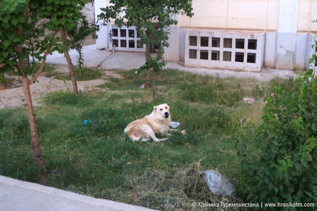 2024_06_17_dogs_stray_animals_03 В Туркменистане утвердили четыре причины для перемещения животных через границу - Хроника Туркменистана