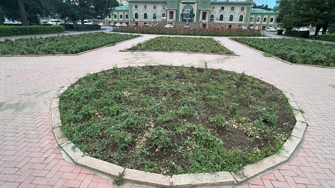 Фото читателя 24.kg. Другие бишкекские клумбы представляют из себя жалкое зрелище