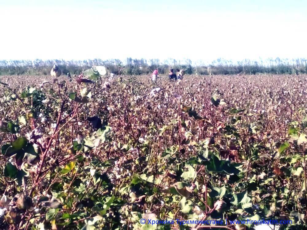 cotton2025 Хлопок: привычный принудительный труд - Хроника Туркменистана